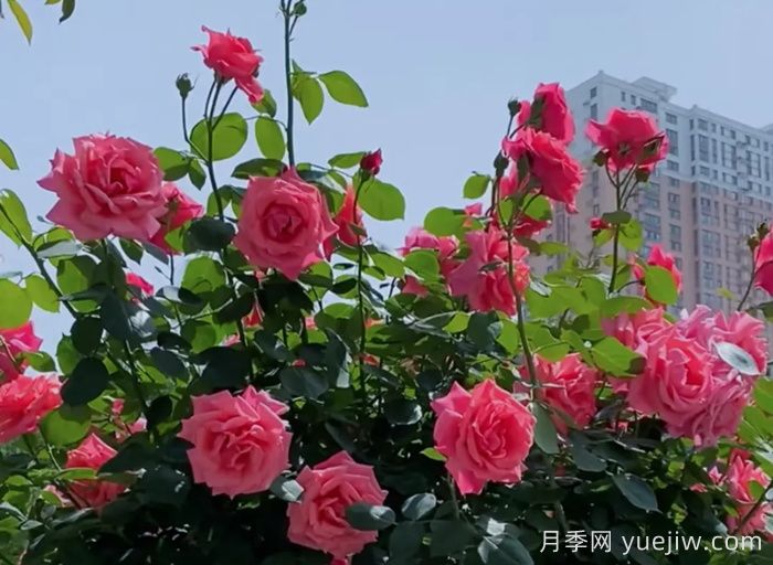 西安月季：一路絢爛，素質(zhì)月季花開(kāi)滿(mǎn)西安(圖2)