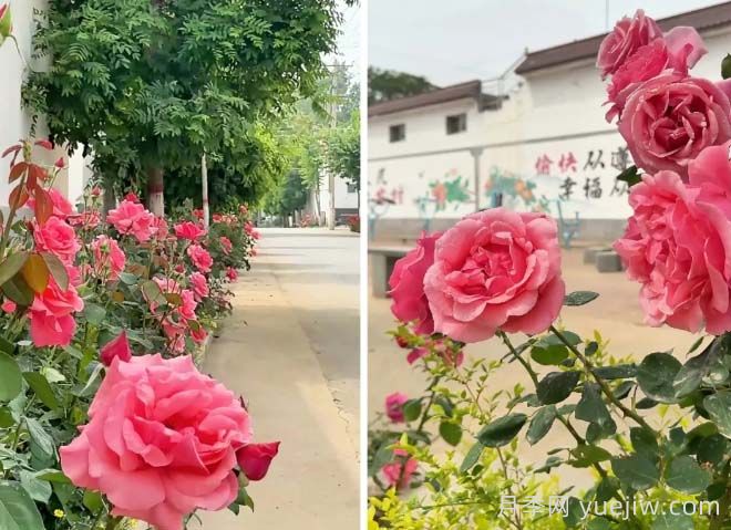 定州月季：東留春鄉月季花開(kāi)惹人醉(圖1)