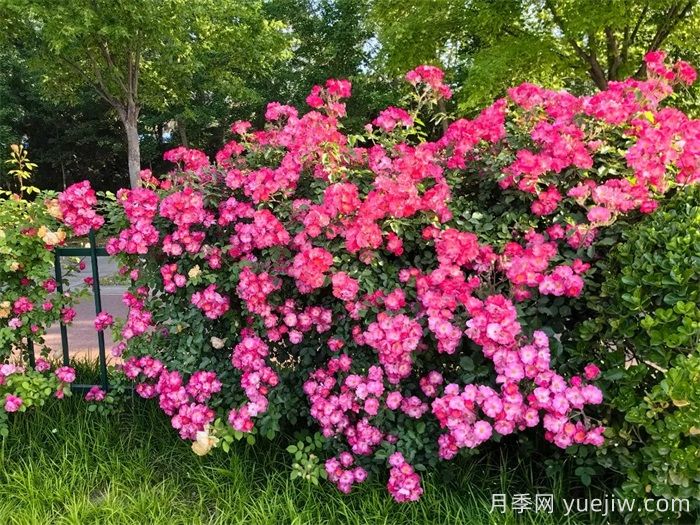 濰坊月季：月季在哪里？主干道萬(wàn)株月季盛開(kāi)(圖1)