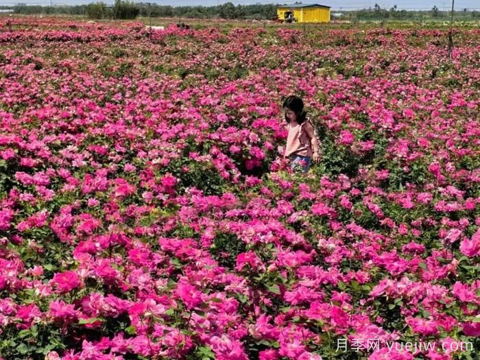 西安月季：西咸新區300萬(wàn)株月季花?；鸪鋈?圖1)