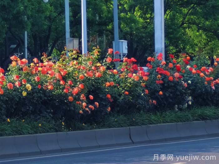 北京豐臺17.6公里月季項鏈上線(xiàn)，三環(huán)路變身浪漫花廊(圖2)