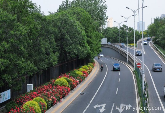北京朝陽(yáng)月季海洋，街頭已開(kāi)濃顏模式(圖2)