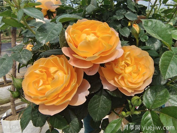 三款微型月季，陽(yáng)臺養月季必選(圖1)