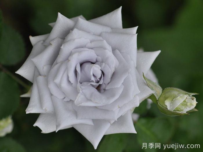 藍色天堂月季(圖1)
