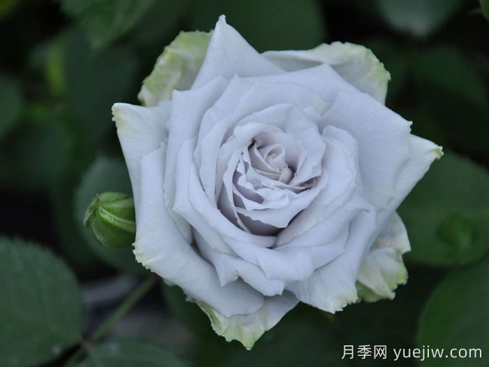 藍色天堂月季(圖2)