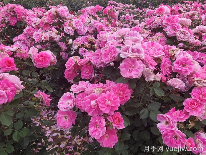 定州月季市花文化和景觀(guān)圖集(圖1)