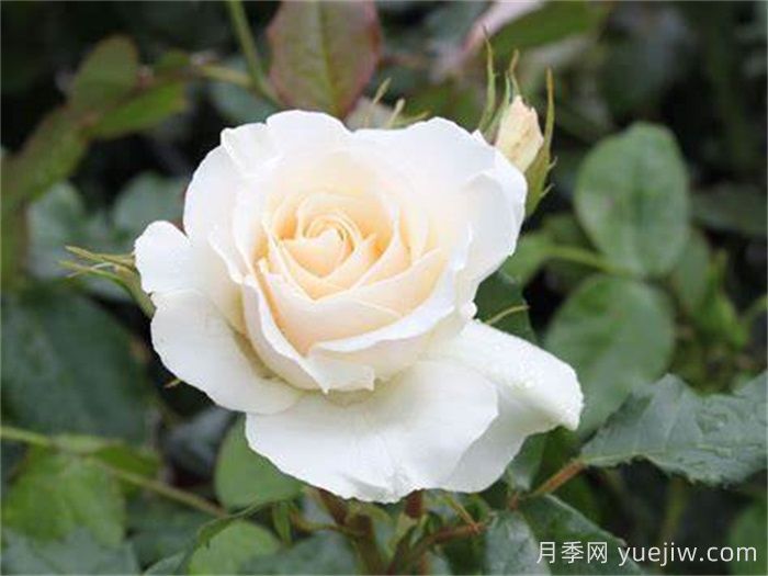 雪絨花月季/雪線(xiàn)月季(圖1)