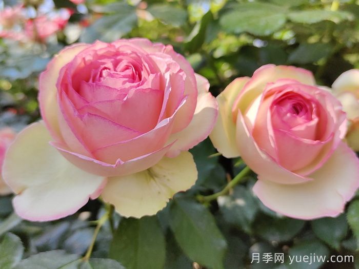 花中皇后的秘密，你不知道的月季知識(圖1)