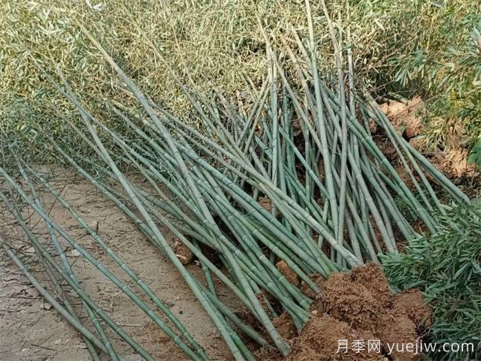 竹子的種類(lèi)特性、分布狀況和應用前景(圖1)