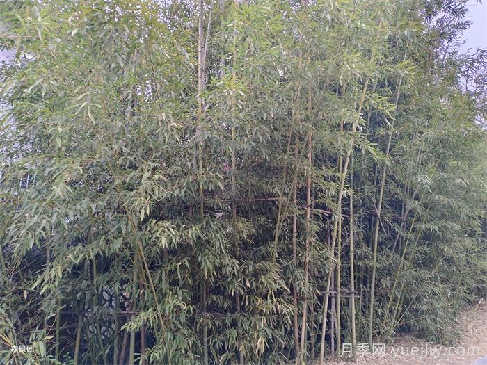 竹子的種類(lèi)特性、分布狀況和應用前景(圖2)
