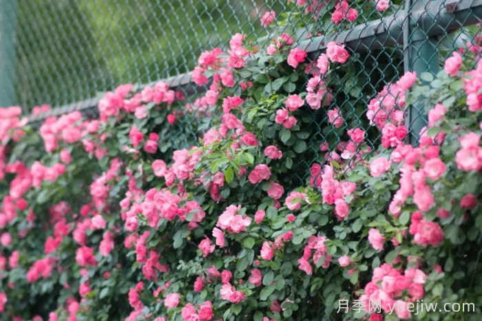浙師大薔薇花開(kāi)成瀑，安吉拉美翻了校園(圖1)