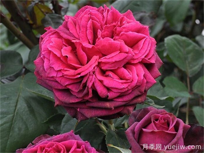 狄安娜伯爵夫人月季的優(yōu)缺點(diǎn)是什么？(圖1)