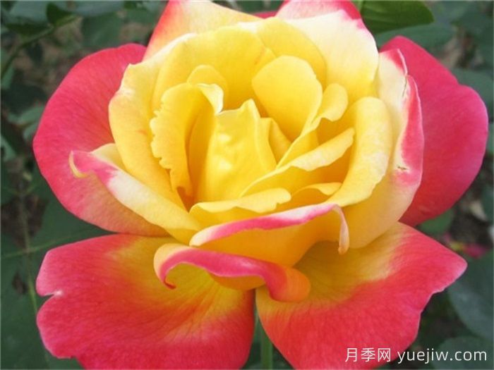 怡紅院月季的優(yōu)缺點(diǎn)是什么？(圖1)