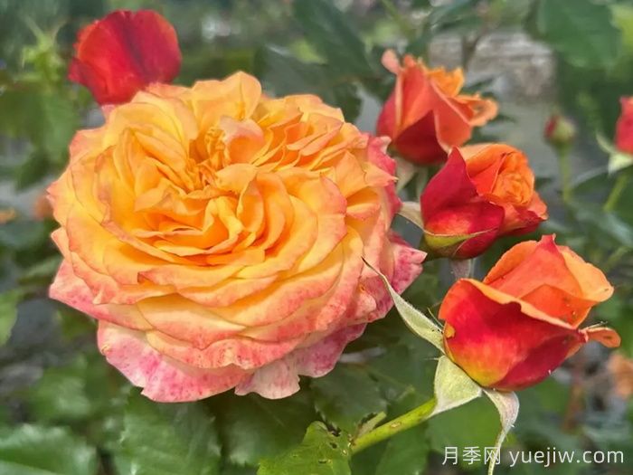 科塔別墅月季/拉維蘭別墅/瘋狂的愛(ài)(圖2)