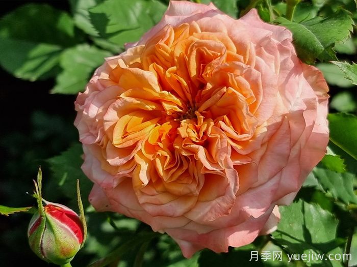 科塔別墅月季/拉維蘭別墅/瘋狂的愛(ài)(圖1)