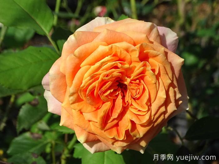 科塔別墅月季/拉維蘭別墅/瘋狂的愛(ài)(圖4)