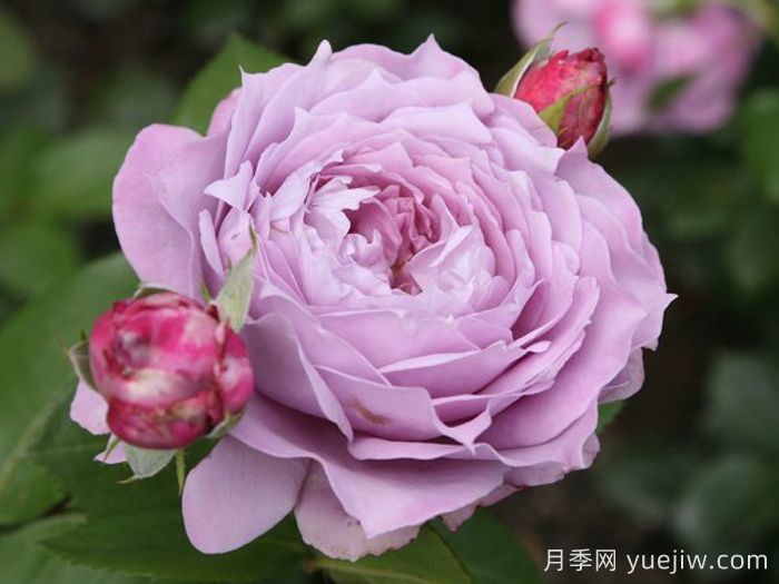 諾瓦利斯月季/藍花詩(shī)人/波塞冬(圖1)