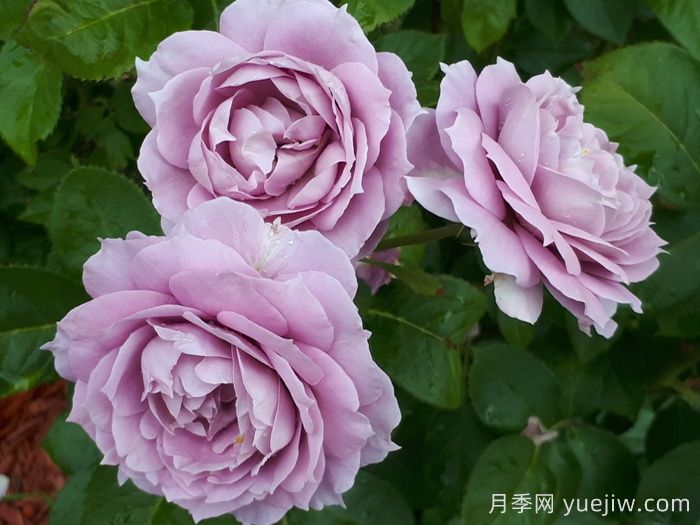 諾瓦利斯月季/藍花詩(shī)人/波塞冬(圖2)