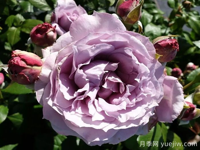 諾瓦利斯月季/藍花詩(shī)人/波塞冬(圖3)