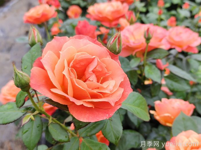 月季花什么時(shí)間開(kāi)，花期多久？(圖1)