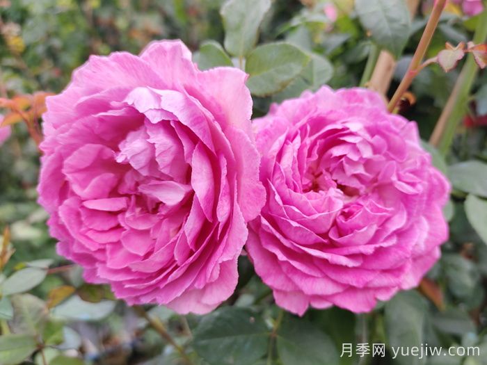 羅衣月季的優(yōu)缺點(diǎn)是什么？(圖1)