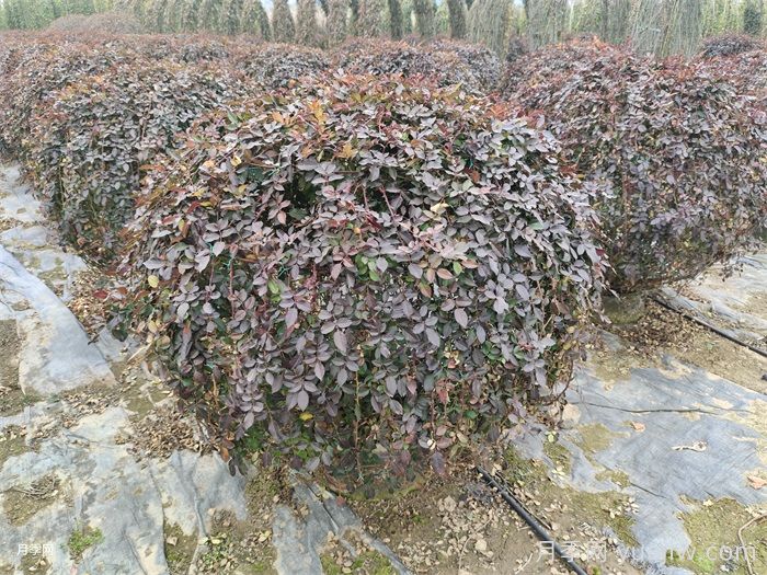 月季花耐寒***低多少度？(圖1)