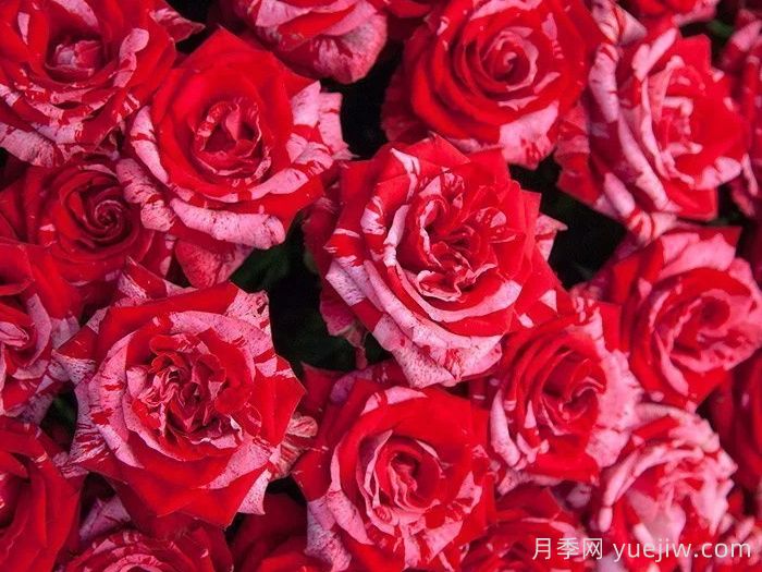 幸運女神月季(圖1)