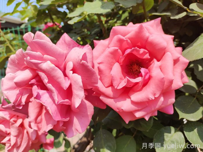 超大花朵20公分的月季有哪些？(圖1)