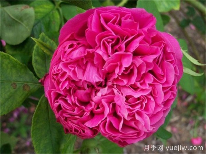 超大花朵20公分的月季有哪些？(圖3)