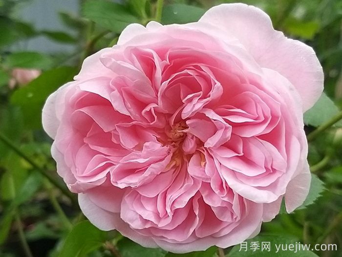 波薩諾瓦月季/農神/巴薩諾瓦(圖1)