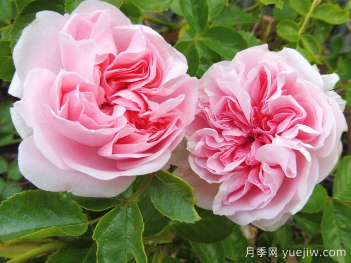 波薩諾瓦月季/農神/巴薩諾瓦(圖2)