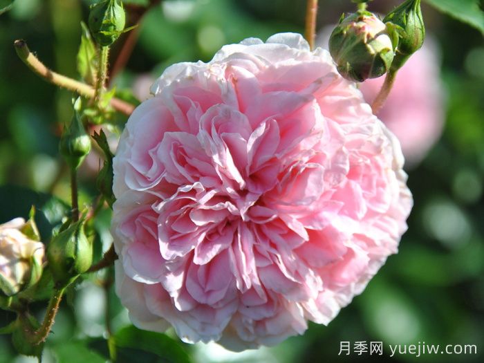 波薩諾瓦月季/農神/巴薩諾瓦(圖3)
