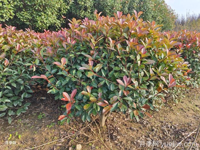 紅葉石楠球是常綠還是落葉苗木？(圖1)