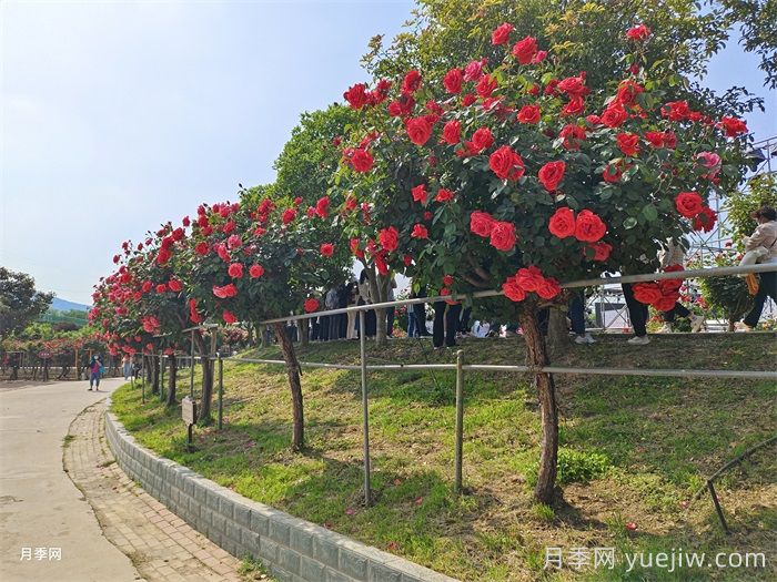 樹(shù)狀月季做行道樹(shù)的間距(圖2)