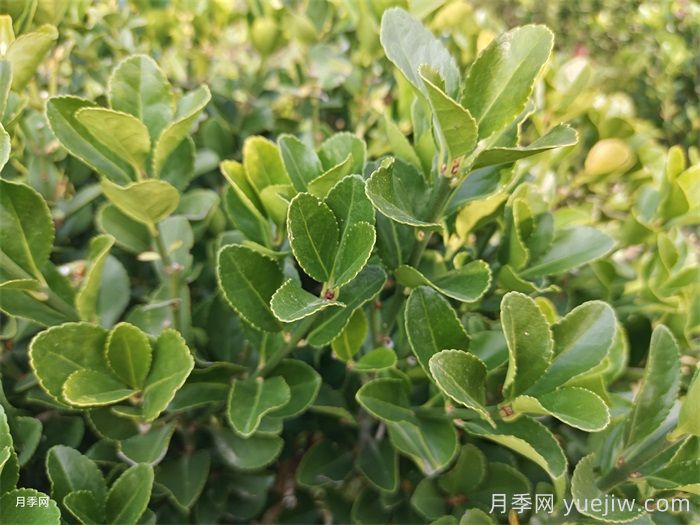 大葉黃楊和小葉黃楊有什么區別？(圖1)