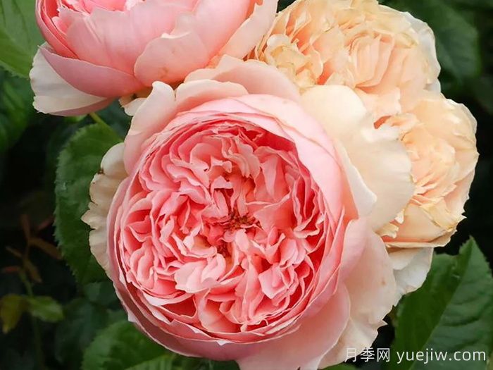 推薦10種不怕熱的月季，夏天隨便養，花開(kāi)不停(圖3)
