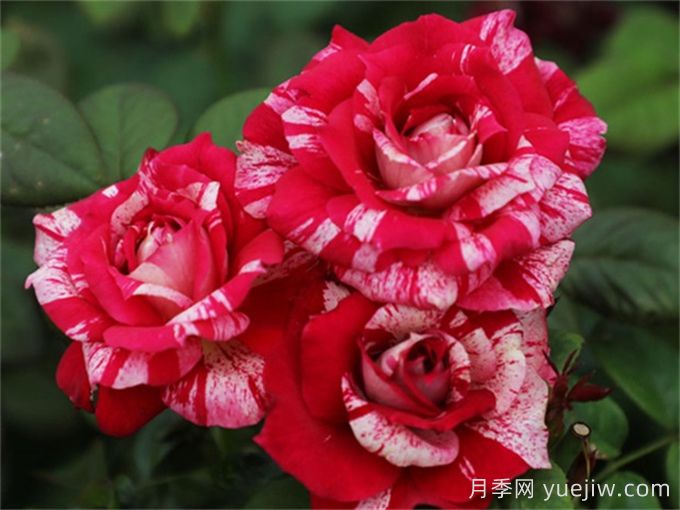 胡里奧月季的優(yōu)缺點(diǎn)是什么？(圖1)
