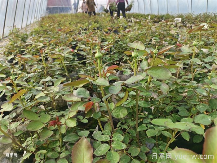 月季花什么時(shí)候種植***好？(圖1)