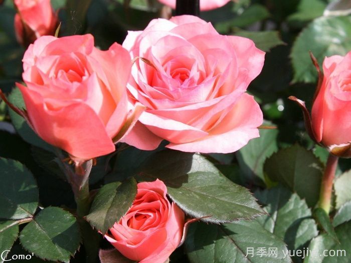 永遠的科莫月季(圖3)