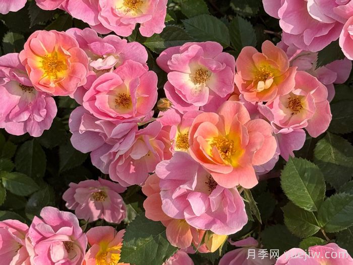 ?西子系列月季，天狼耐濕熱型低維護月季的培育路(圖1)