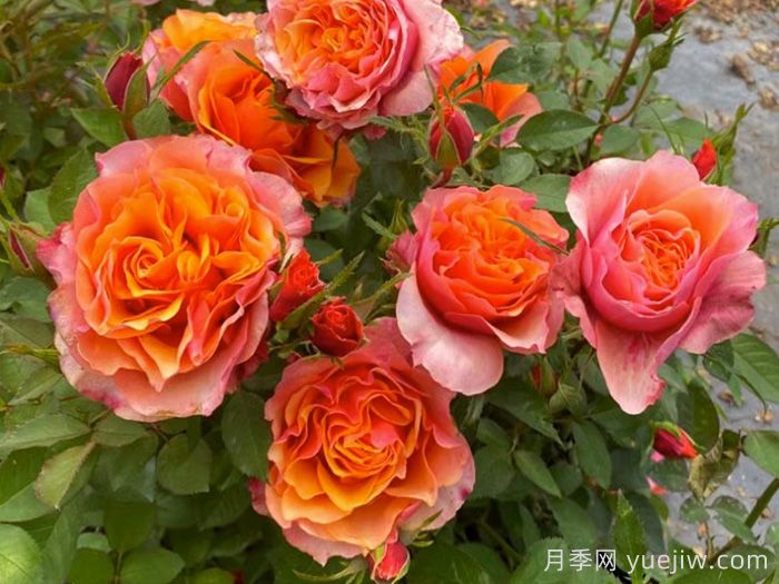 11種經(jīng)典微型月季花，顏值與實(shí)力兼具，陽(yáng)臺黨***愛(ài)(圖4)