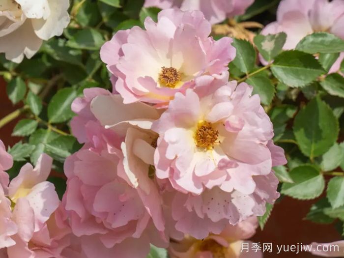 西子日麗月季(圖3)