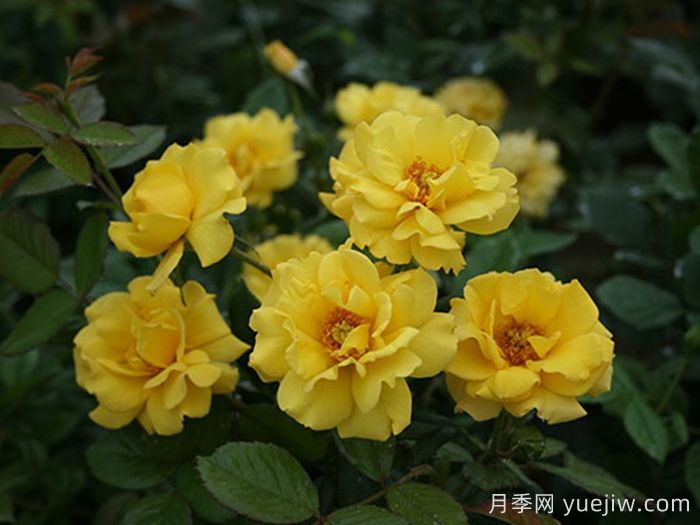 金瑪麗月季/金瑪莉月季(圖2)