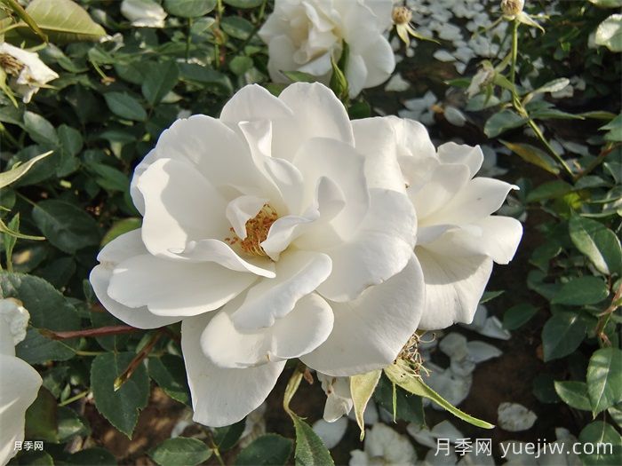 普及12種月季，養不死得小強月季(圖3)
