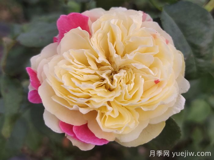 月季介紹：風(fēng)月月季(圖1)