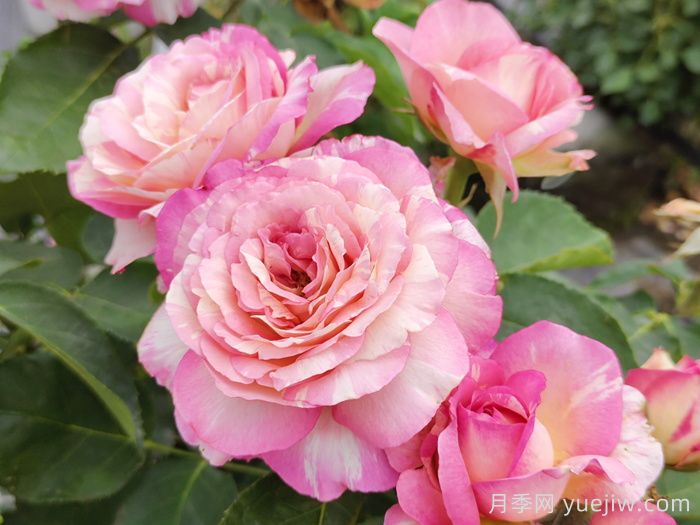 描寫(xiě)月季花的好詞好句好段分享(圖1)