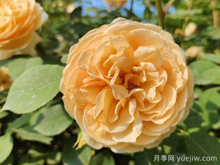 瑪格麗特王妃月季(圖1)