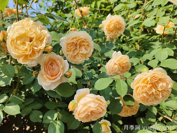 瑪格麗特王妃月季(圖4)