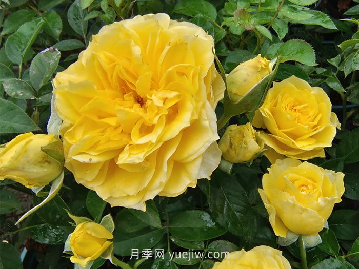 獅子座月季/獅子座陽(yáng)臺月季(圖3)