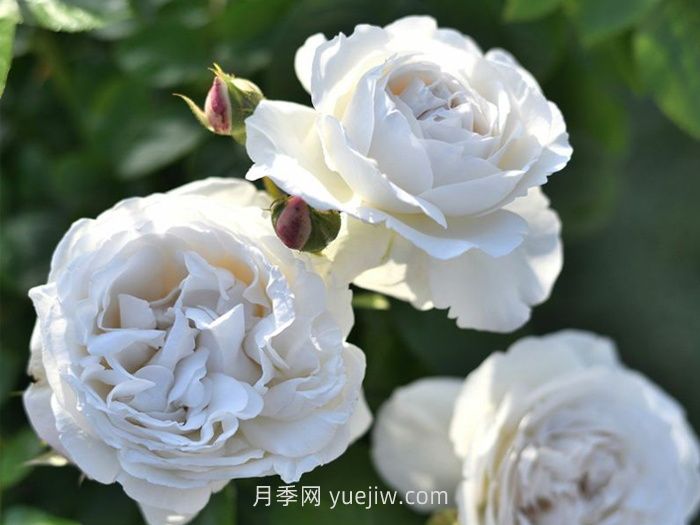 巴普洛娃月季的介紹和優(yōu)缺點(diǎn)(圖1)